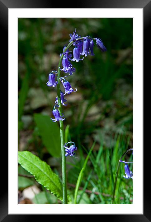 A Single Bluebell at Emmetts Garden, Kent, United Framed Mounted Print by Dawn O'Connor