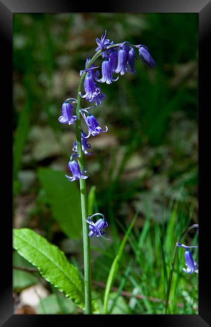 A Single Bluebell at Emmetts Garden, Kent, United Framed Print by Dawn O'Connor
