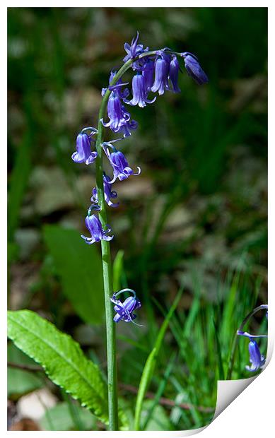 A Single Bluebell at Emmetts Garden, Kent, United Print by Dawn O'Connor