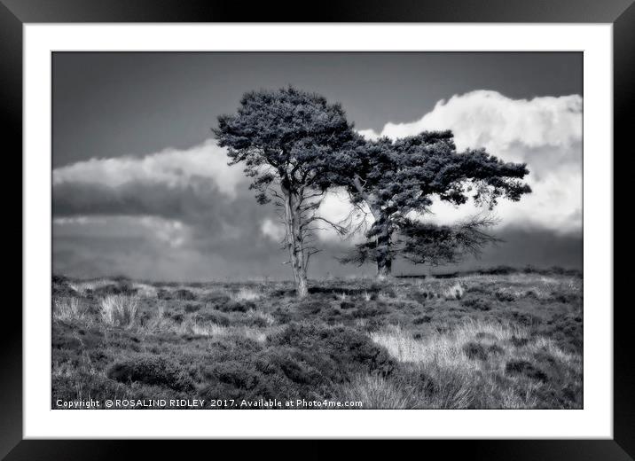 "Wuthering Heights" Framed Mounted Print by ROS RIDLEY