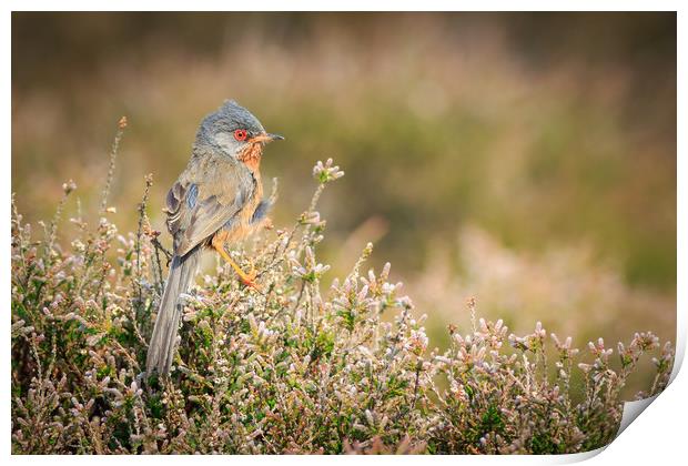 Dartford warbler (Sylvia undata)     Print by chris smith