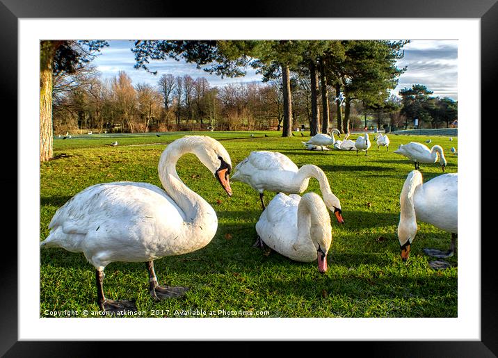 Chester-Le-Street Swans Framed Mounted Print by Antony Atkinson
