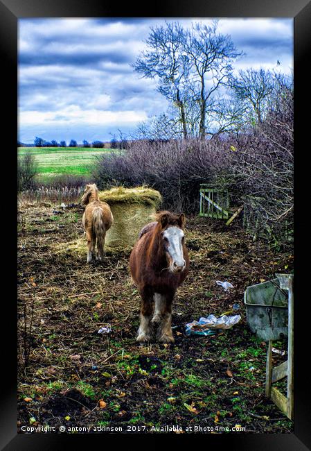 Lumley Ponies Framed Print by Antony Atkinson