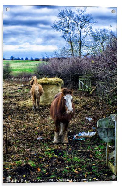 Lumley Ponies Acrylic by Antony Atkinson