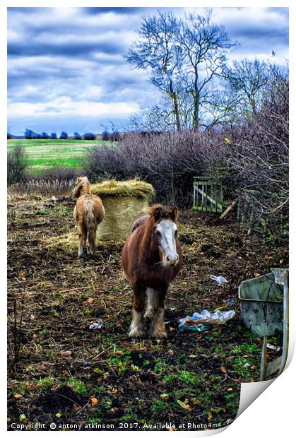 Lumley Ponies Print by Antony Atkinson
