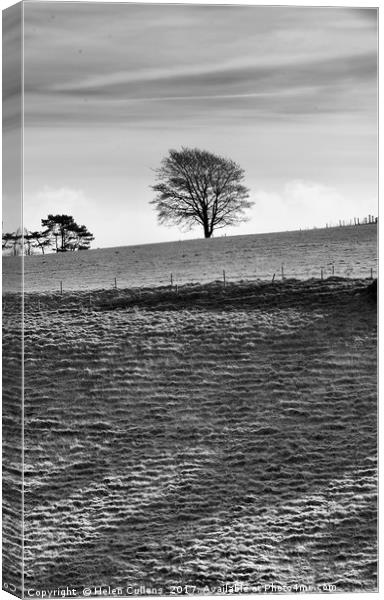 Tree on the Skyline                                Canvas Print by Helen Cullens
