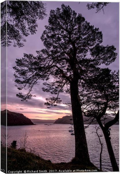 Scots pine in the early morning. Canvas Print by Richard Smith