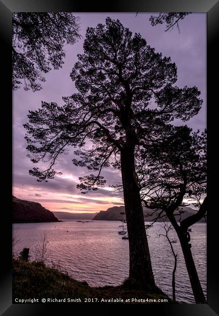 Scots pine in the early morning. Framed Print by Richard Smith