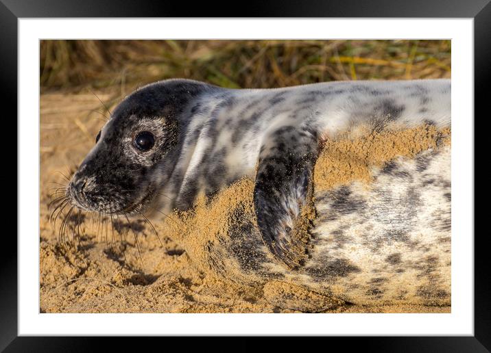 Norfolk Seal Pup Framed Mounted Print by Steve Lansdell
