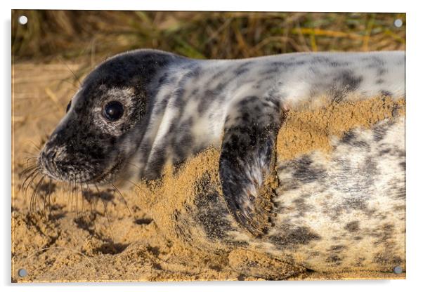 Norfolk Seal Pup Acrylic by Steve Lansdell