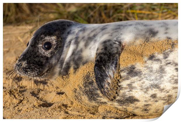 Norfolk Seal Pup Print by Steve Lansdell