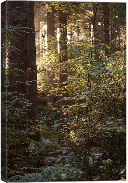 Sunrise through the wood's Canvas Print by David Woollands
