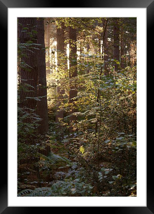 Sunrise through the wood's Framed Mounted Print by David Woollands