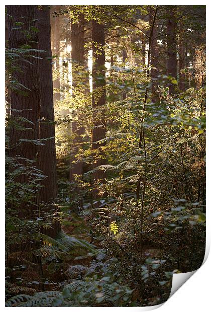 Sunrise through the wood's Print by David Woollands