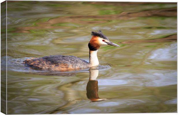 Great crested grebe   Canvas Print by chris smith