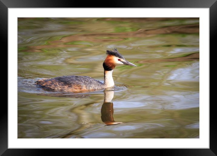 Great crested grebe   Framed Mounted Print by chris smith