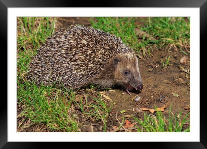 Hedgehog (Erinaceus europaeus)  Framed Mounted Print by chris smith