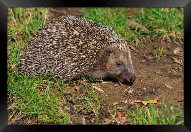 Hedgehog (Erinaceus europaeus)  Framed Print by chris smith