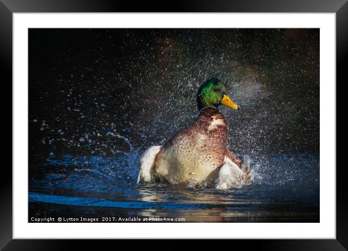 Like water of a ducks back Framed Mounted Print by Wayne Lytton