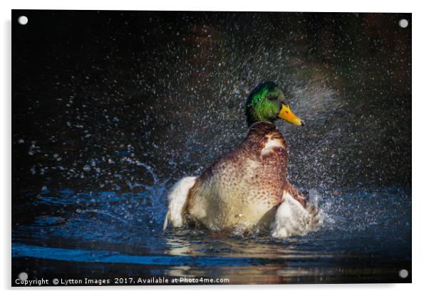 Like water of a ducks back Acrylic by Wayne Lytton