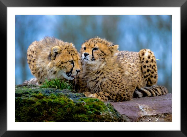 Cheetahs Framed Mounted Print by Mike Rockey