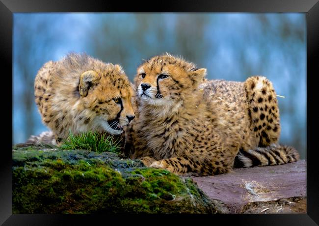 Cheetahs Framed Print by Mike Rockey