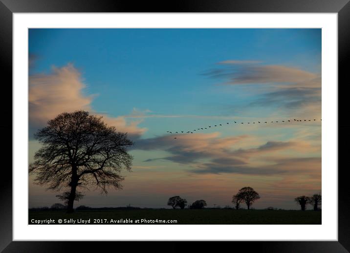 Winter Sunset Flight Framed Mounted Print by Sally Lloyd