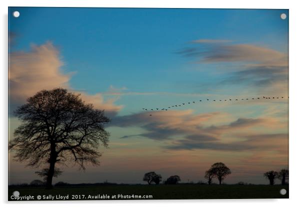 Winter Sunset Flight Acrylic by Sally Lloyd