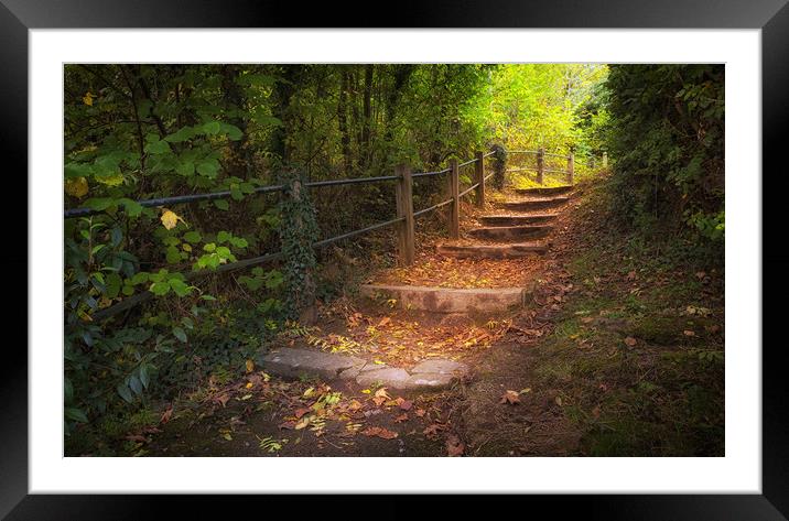 Autumn forest steps Framed Mounted Print by Leighton Collins