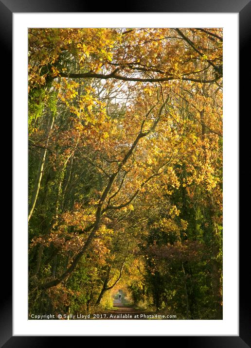 Autumnal Tunnel Framed Mounted Print by Sally Lloyd