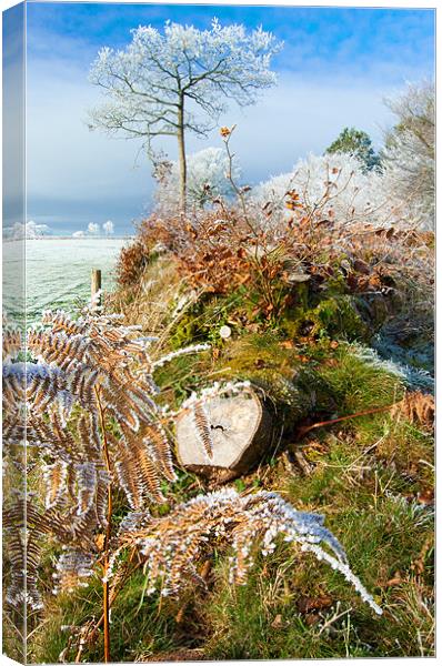Frost on the hedgerows Canvas Print by Rob Hawkins