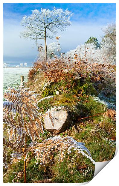 Frost on the hedgerows Print by Rob Hawkins