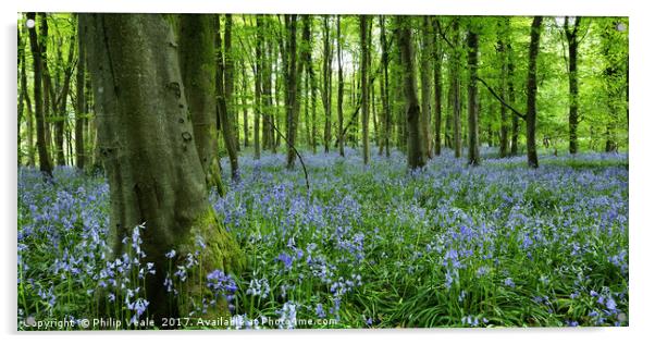 Bluebells Enchant at Coed Cefn, Crickhowell. Acrylic by Philip Veale