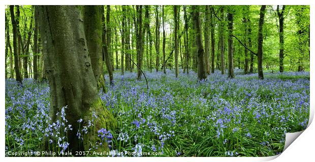 Bluebells Enchant at Coed Cefn, Crickhowell. Print by Philip Veale