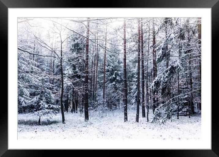 Cold winter day in forest. Framed Mounted Print by Sergey Fedoskin