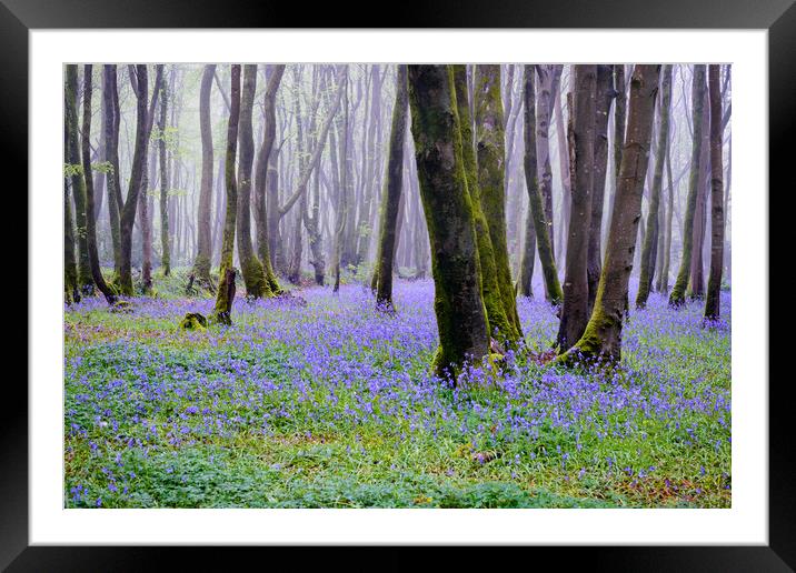 Blue Bells at Pendarves Framed Mounted Print by Michael Brookes