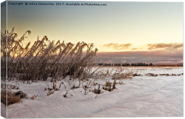 Frozen Willowherbs By The Fields Canvas Print by Jukka Heinovirta