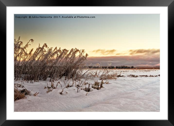 Frozen Willowherbs By The Fields Framed Mounted Print by Jukka Heinovirta