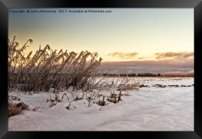 Frozen Willowherbs By The Fields Framed Print by Jukka Heinovirta