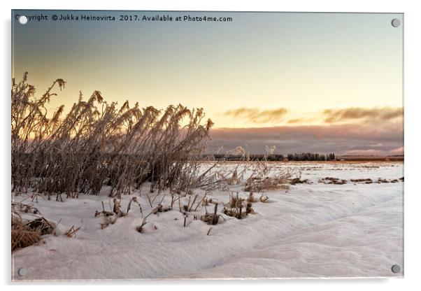 Frozen Willowherbs By The Fields Acrylic by Jukka Heinovirta