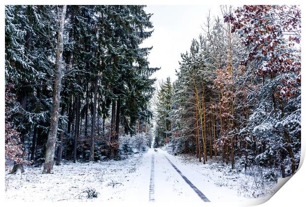 Road in winter forest in national park "Sumava". Print by Sergey Fedoskin