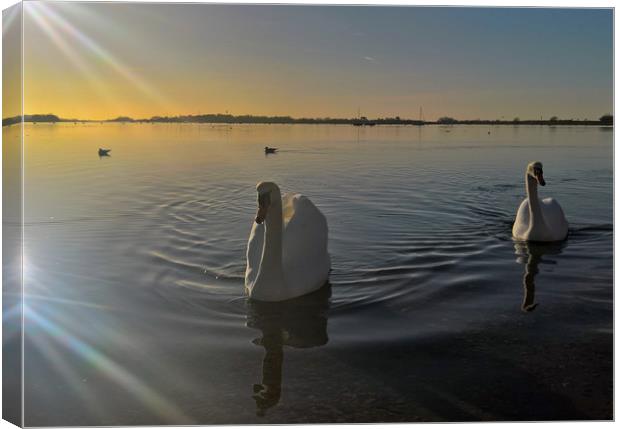 Swans at Bosham Quay Canvas Print by Richard May