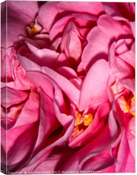 Camellia Close Canvas Print by Judy Hall-Folde