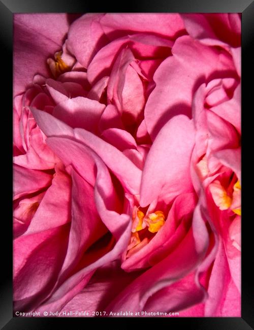 Camellia Close Framed Print by Judy Hall-Folde