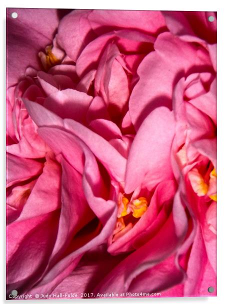 Camellia Close Acrylic by Judy Hall-Folde