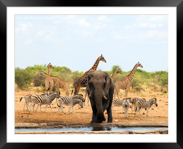 safari animals namibia Framed Mounted Print by Hazel Wright