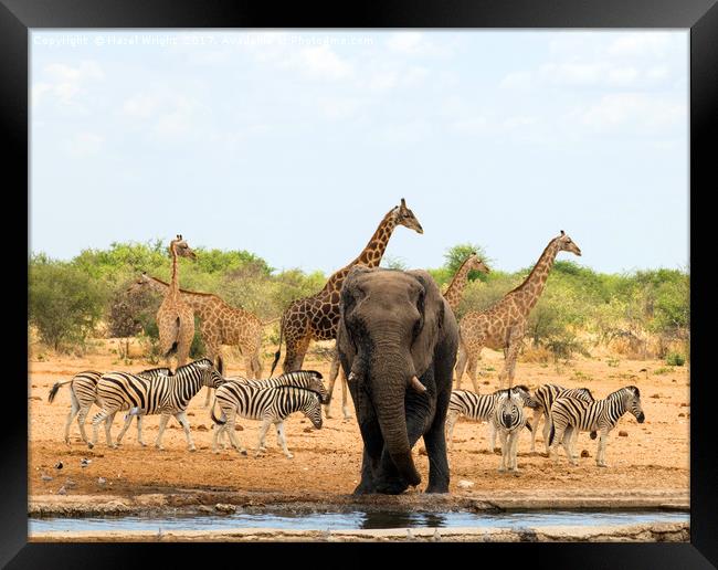 safari animals namibia Framed Print by Hazel Wright
