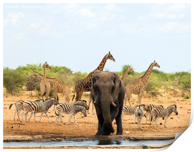 safari animals namibia Print by Hazel Wright