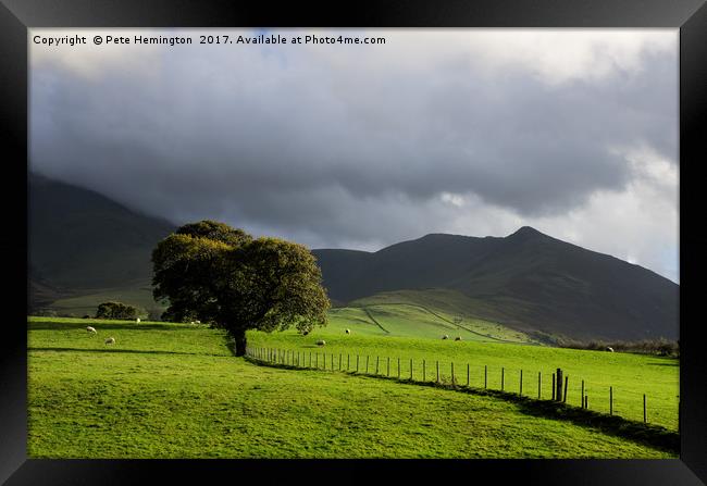 A lone tree at the back of Skiddaw Framed Print by Pete Hemington