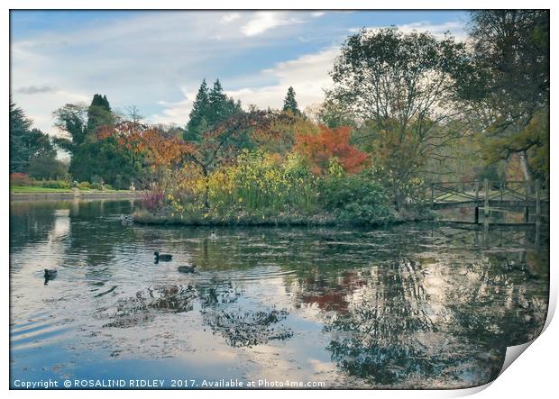 "Reflections at the lake Thorp Perrow" Print by ROS RIDLEY